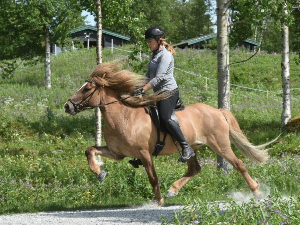 Malin Stang - Rid Islandshäst i Funäsfjällen